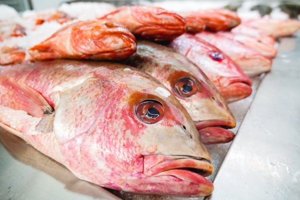 Fresh Fish – Red Emperor